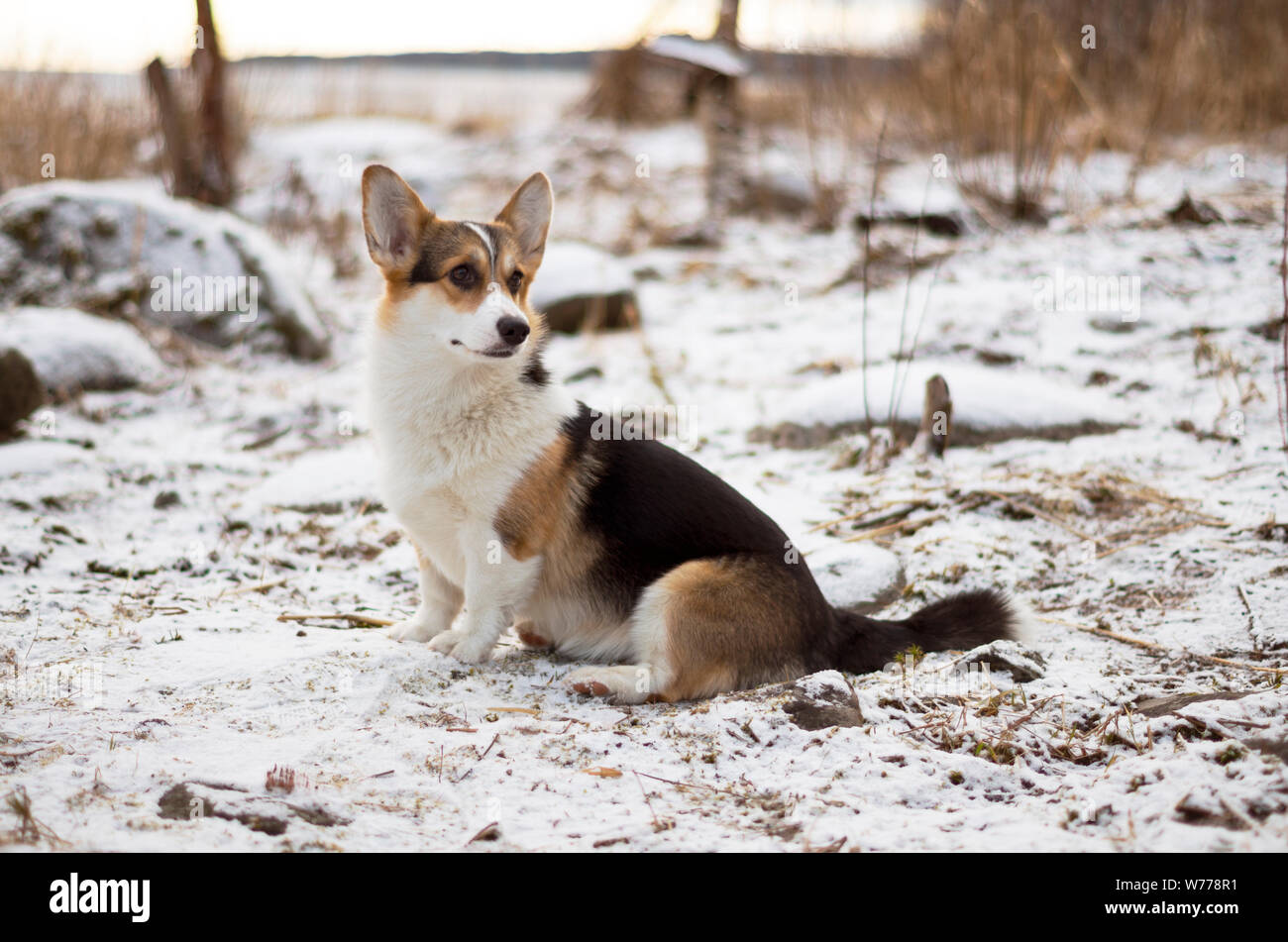Chien à la recherche à l'état sauvage, soirée d'hiver dans la forêt gelée avec de l'herbe jaune, les arbres et la neige, Welsh Corgi Pembroke produites Banque D'Images