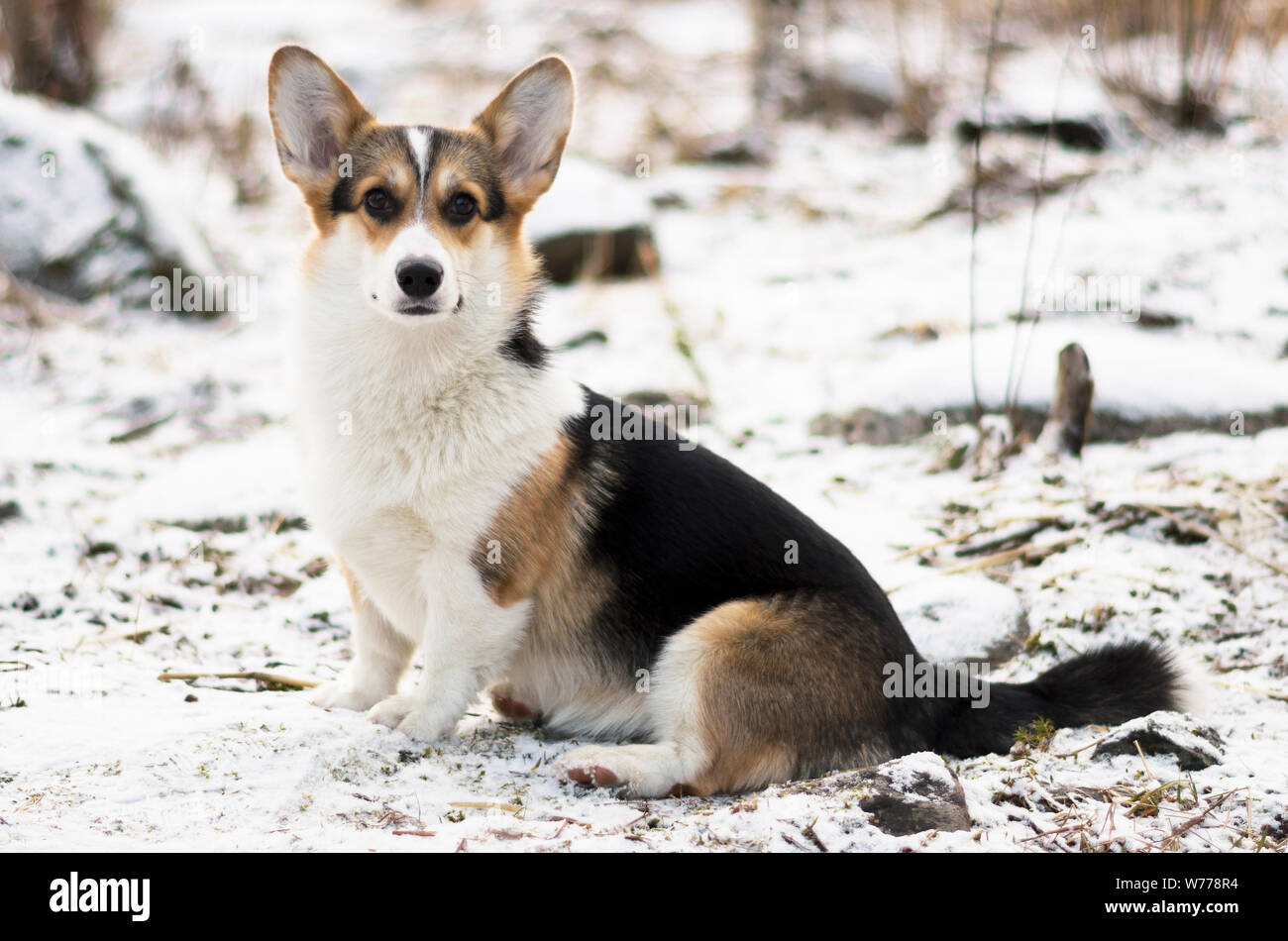 Chien à la recherche à l'état sauvage, soirée d'hiver dans la forêt gelée avec de l'herbe jaune, les arbres et la neige, Welsh Corgi Pembroke produites Banque D'Images