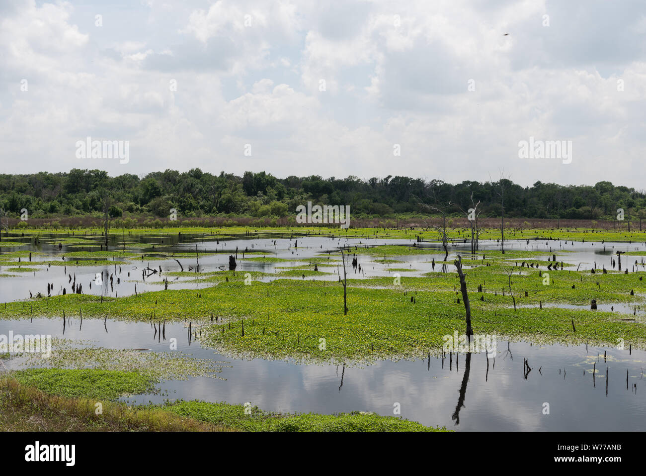 Une entrée de fourche mashy Lake dans le comté de pluies, à l'est de Dallas au nord-est du Texas Description physique : 1 photographie : numérique, tiff, la couleur. Notes : don ; l'Lyda Hill Foundation ; 2014 ; (DLC/PP-2014:054.) ; titre, date et mots-clés basés sur les informations fournies par le photographe. ; fait partie de : Lyda Hill Texas Collection de photographies dans l'Amérique de Carol M. Highsmith dans le projet Carol M. Highsmith Archive. ; Banque D'Images