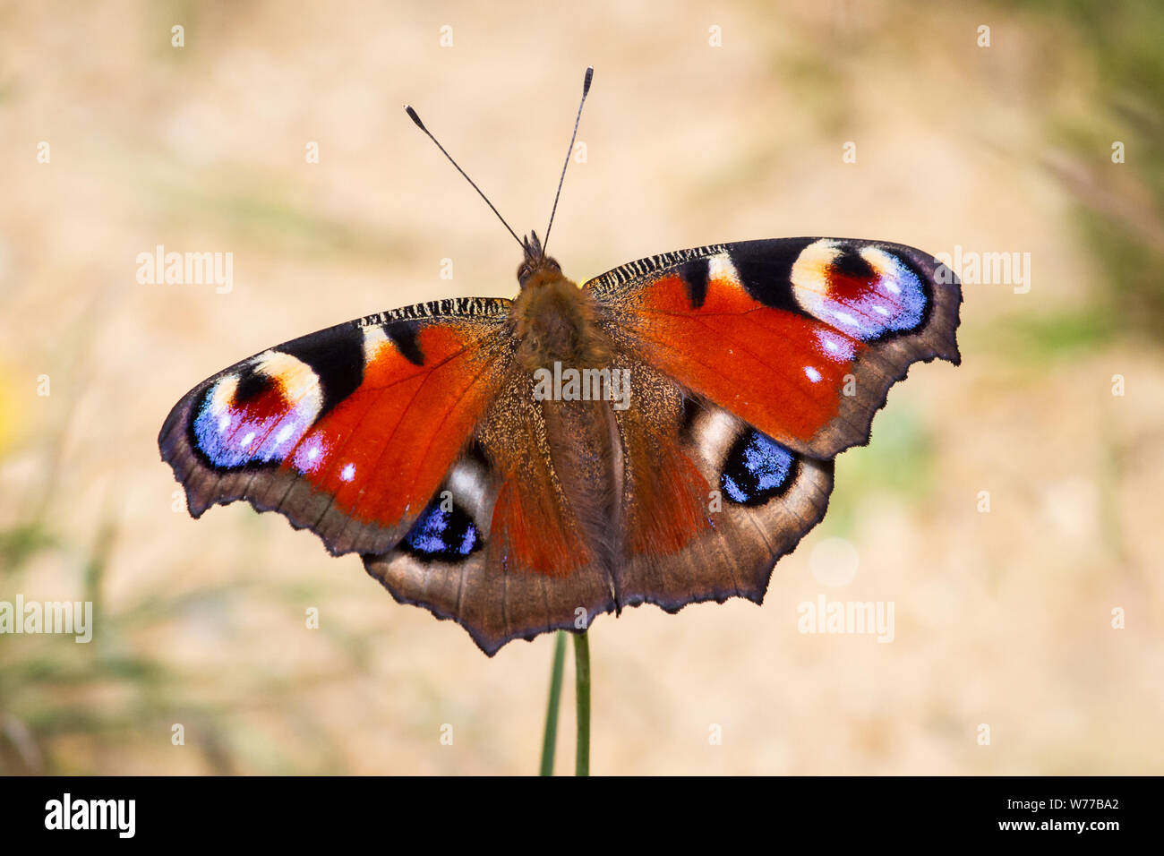 Lepidoptera Aglais io (peacock butterfly Schmetterling / Tagpfauenauge) Banque D'Images