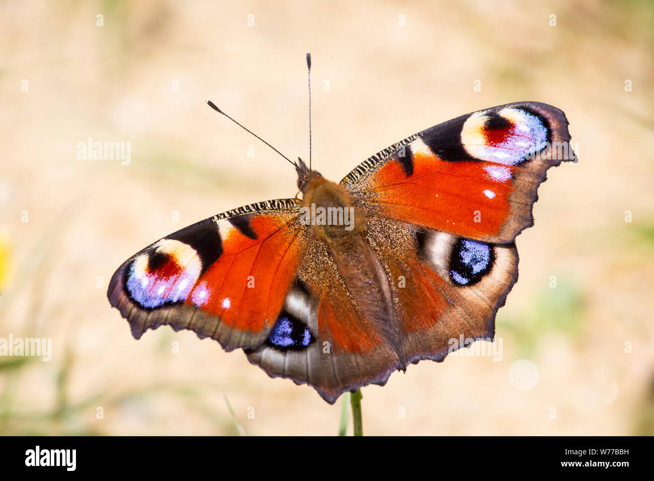 Lepidoptera Aglais io (peacock butterfly Schmetterling / Tagpfauenauge) Banque D'Images