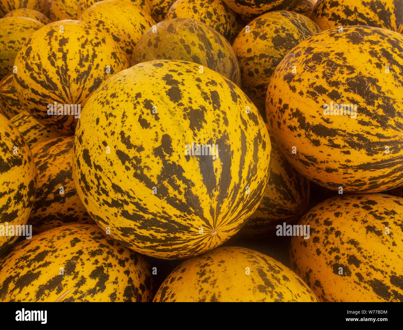 Rayé jaune et vert frais melons empilés sur le marché compteur. Banque D'Images