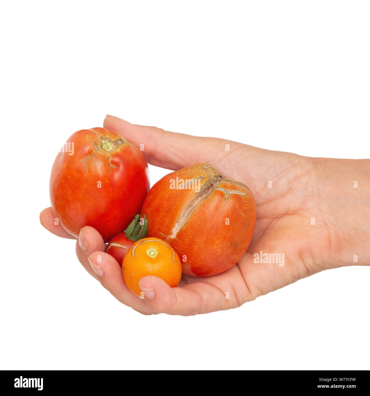 La main avec trois split, tomates fissuré à cause de la pluie après la sécheresse, problème de jardinage. Isolé sur blanc. Banque D'Images