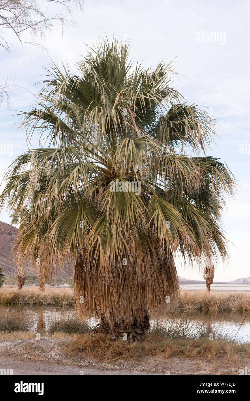 Un gros palmier au centre d'études sur le désert à la petite colonie de Zzyzx, près de Baker et adjacent à la réserve nationale de Mojave dans le sud-est de la Californie Description physique : 1 photographie : numérique, tiff, la couleur. Notes : Titre, date et mots-clés fournis par le photographe. ; Banque D'Images