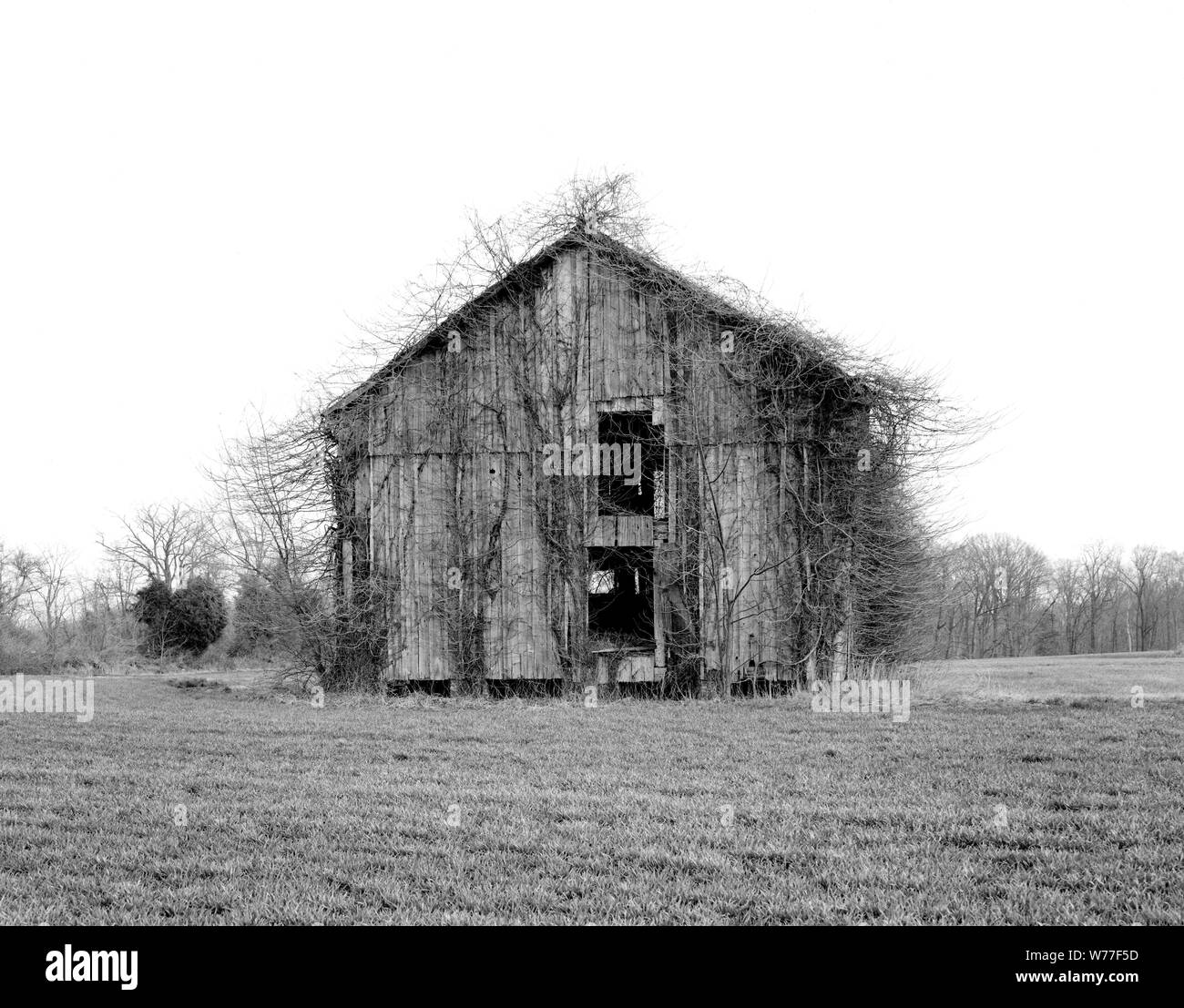 Grange abandonnée submergés par kudzu description physique : 1 la transparence : n&b ; 4 x 5 in. ou moins. Notes : Titre, date et mots-clés fournis par le photographe. ; Digital image produite par Carol M. Highsmith pour représenter son film original de la transparence ; certains détails peuvent différer entre le film et les images numériques. ; fait partie de la série sélectionne dans le Carol M. Highsmith Archive. ; et l'achat de cadeaux ; Carol M. Highsmith ; 2011 ; (DLC/PP-2011:124). ; Banque D'Images