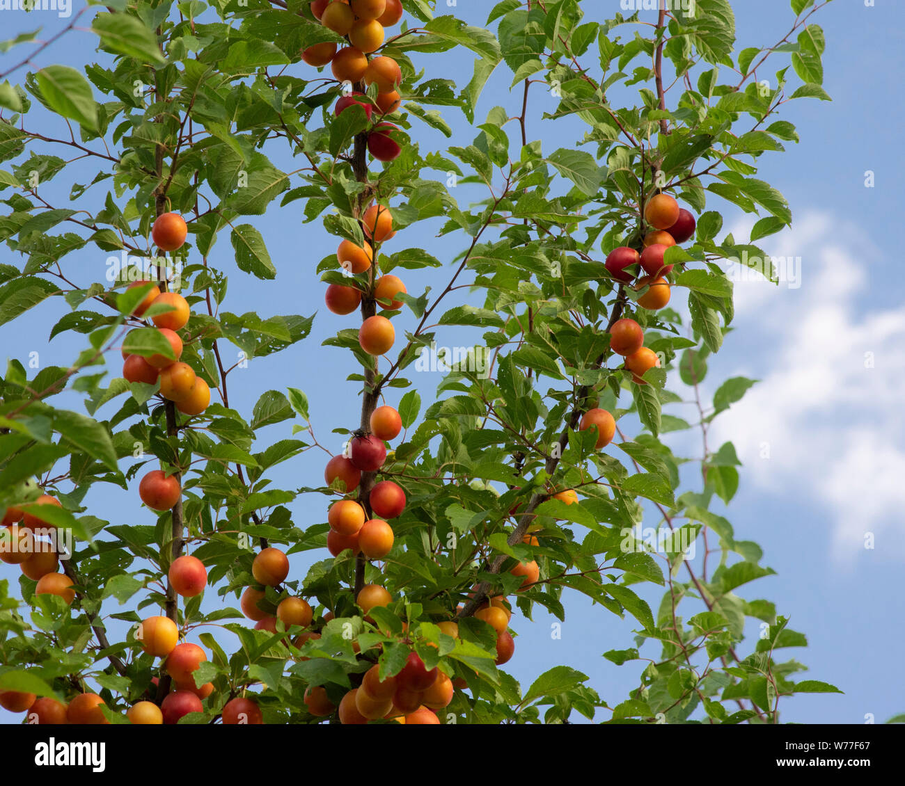 Riche moisson de cherry plum prunier myrobalan Banque D'Images