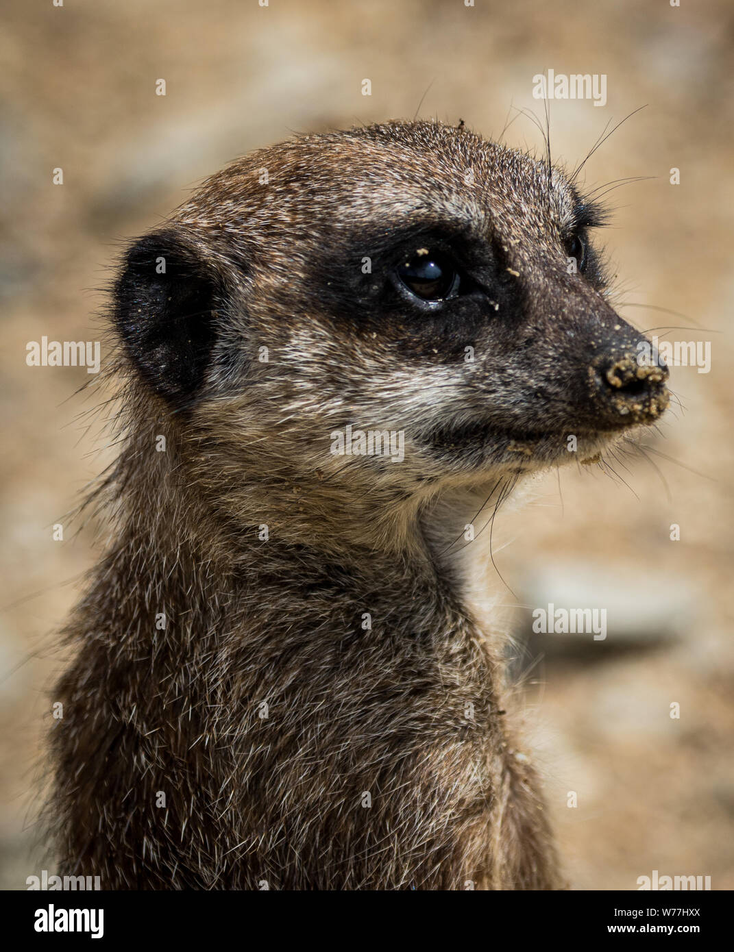 Meerkat Banque D'Images