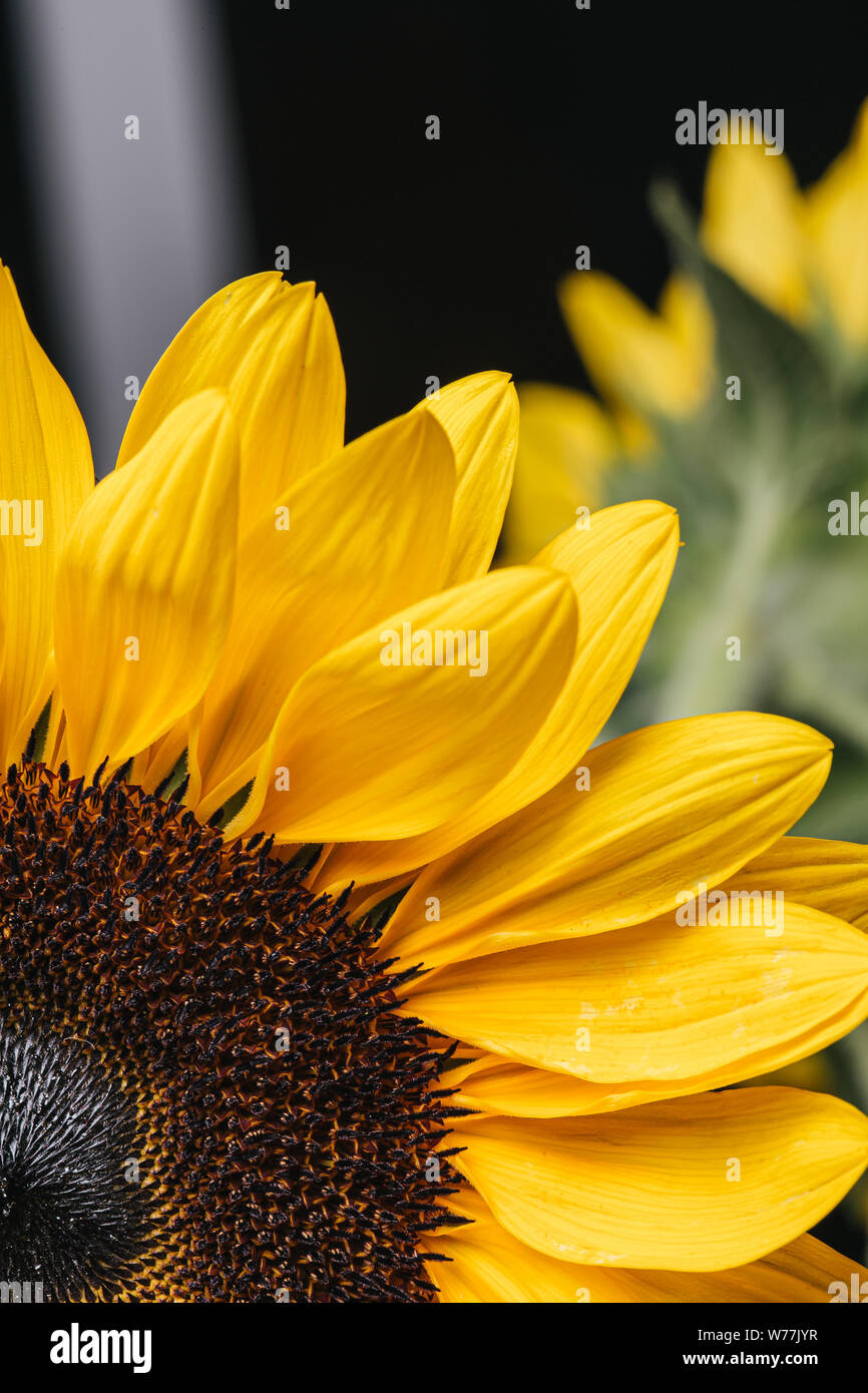 En fleur Tournesol jaune encore close up Banque D'Images