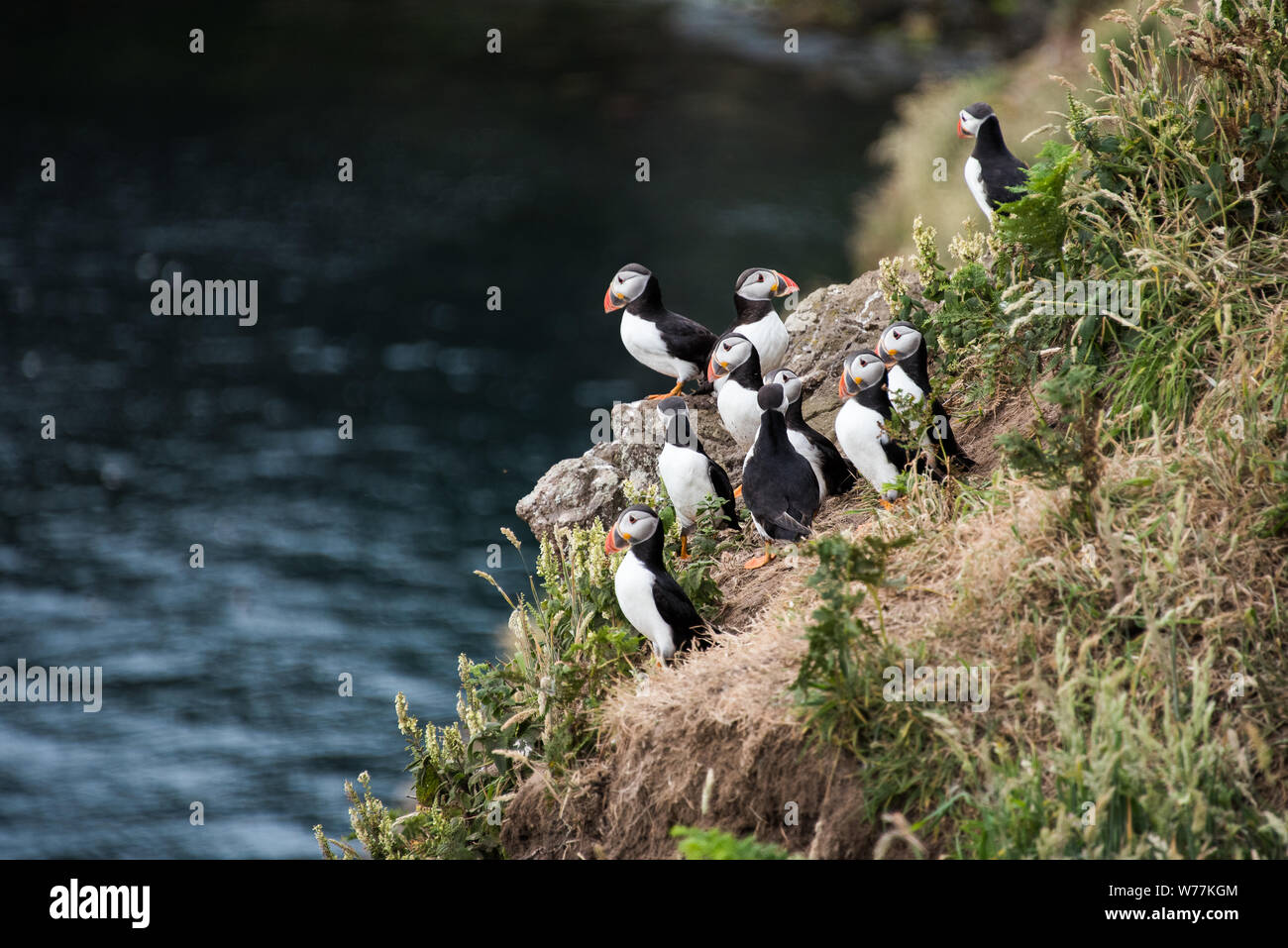 Les Macareux moines sur l'île de Skomer Banque D'Images