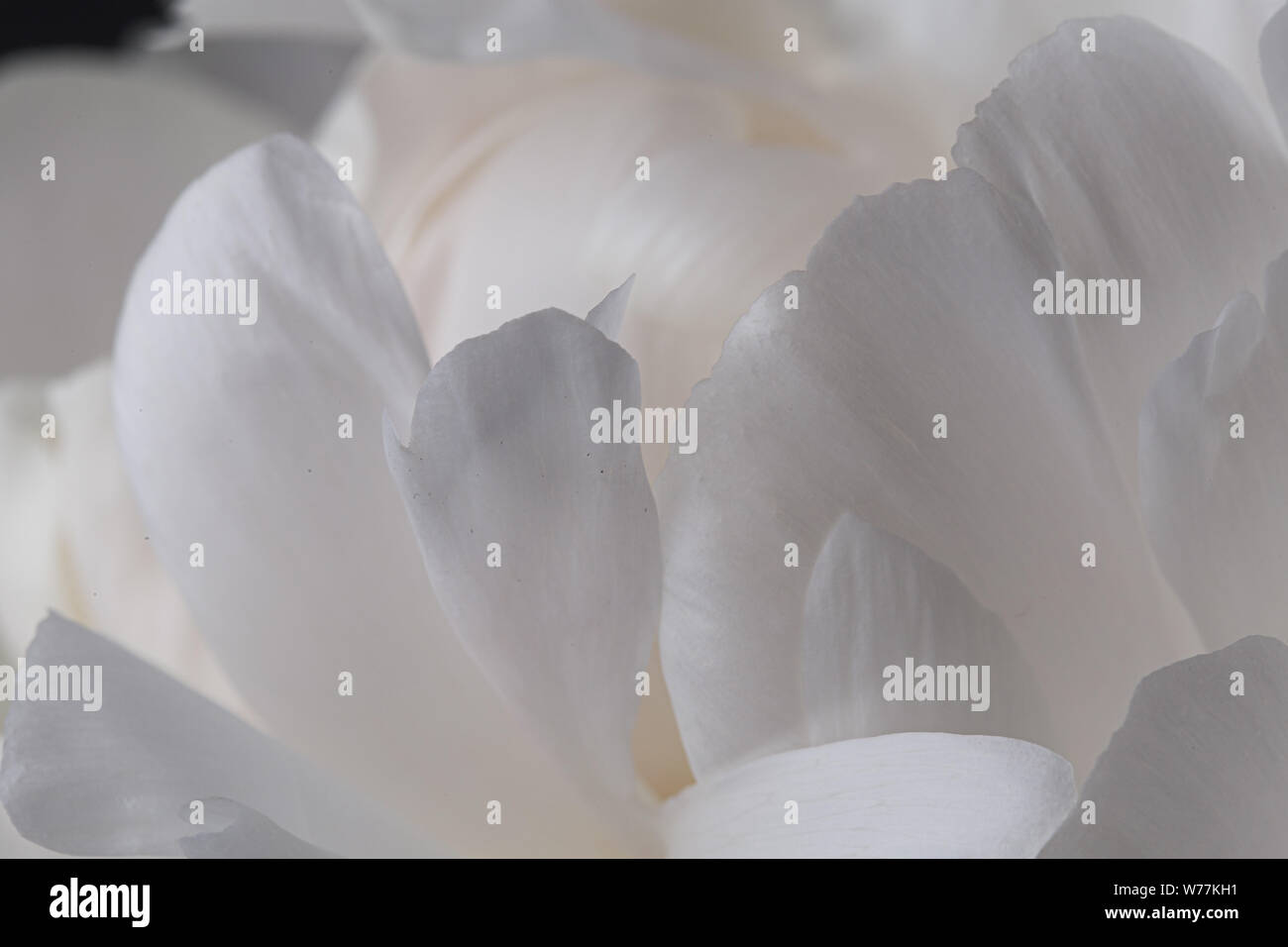 Pivoine blanche pétales de fleurs en fleurs encore macro Banque D'Images