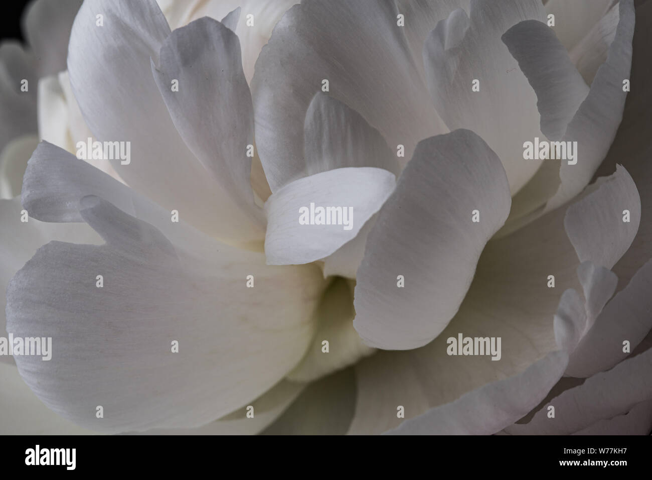 Pivoine blanche pétales de fleurs en fleurs encore macro Banque D'Images