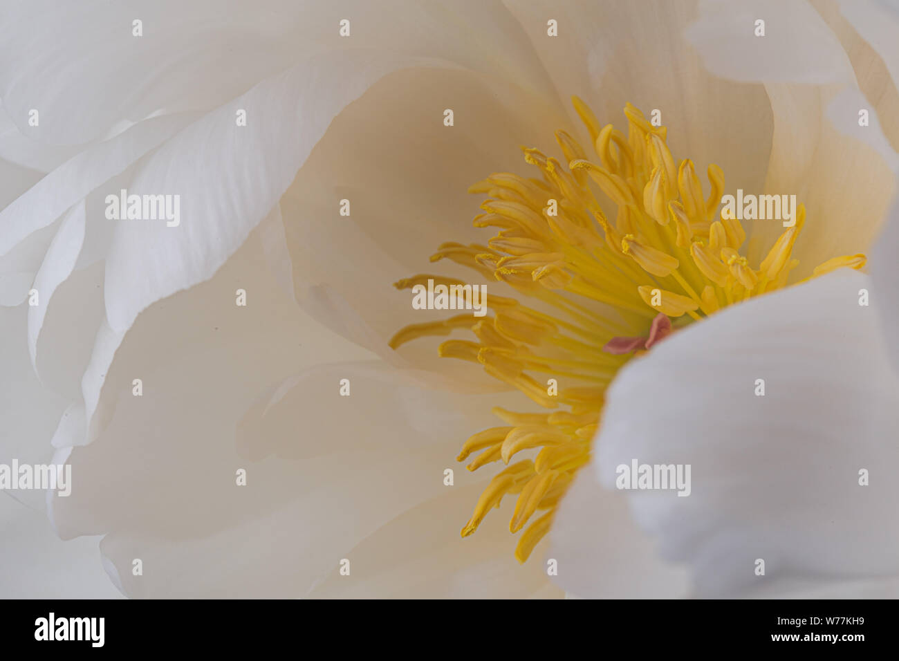 White Flower With Yellow Pistils Photos White Flower With