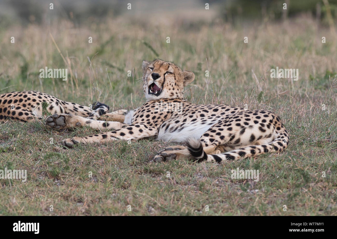Homme Guépard (Acinonyx jubatus), partie d'une coalition d'hommes, les bâillements Banque D'Images