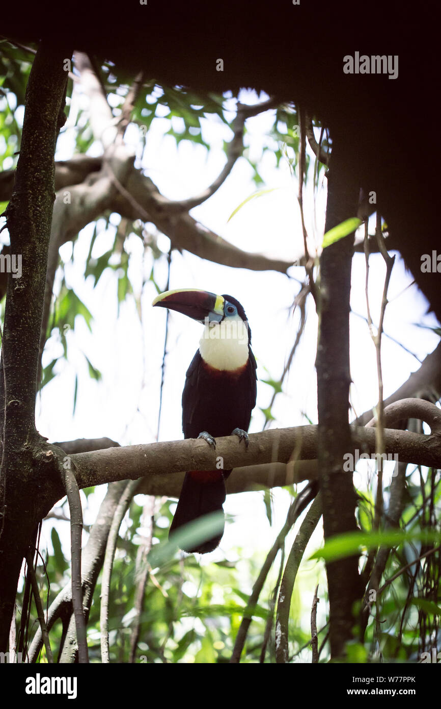 Belle Tucan oiseau exotique sur la forêt tropicale Banque D'Images