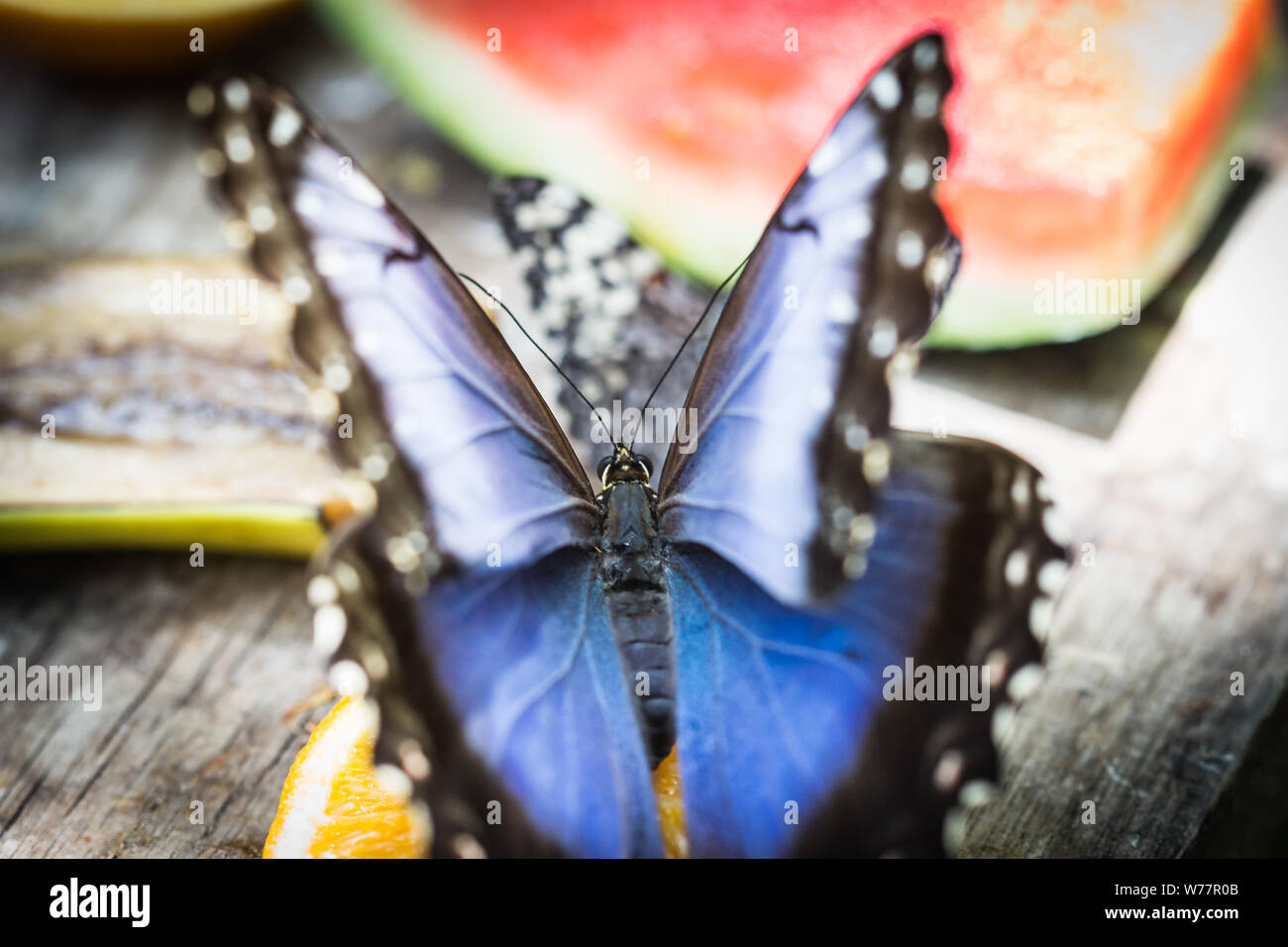 Big Blue papillon macro encore Banque D'Images