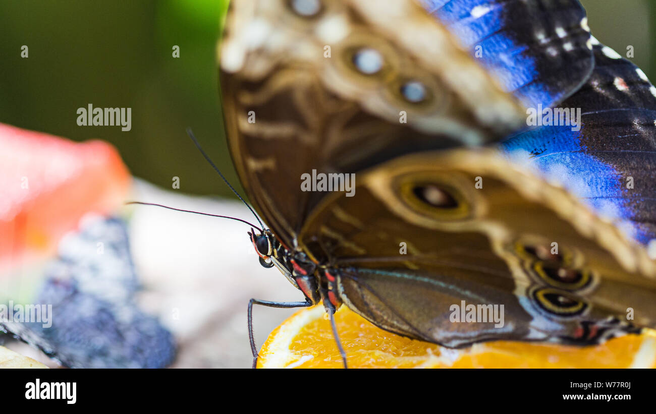Big brown papillon macro encore Banque D'Images