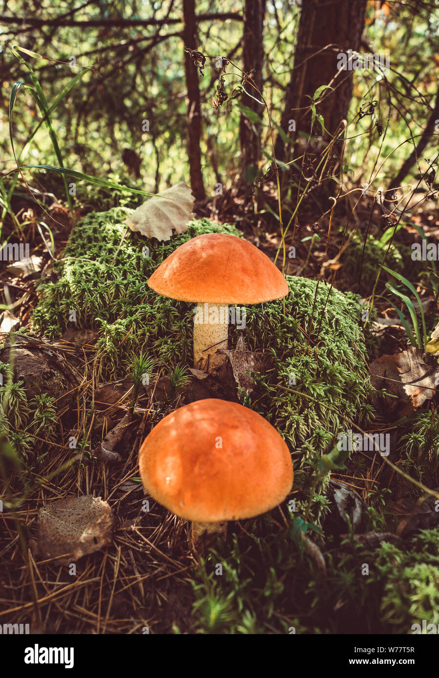 Deux gros champignons tremble forêt en automne. Cueillette de champignons forestiers saison. Le Leccinum aurantiacum. Red-capped scaber essuyage. Les bolets comestibles. Les Champignons Banque D'Images