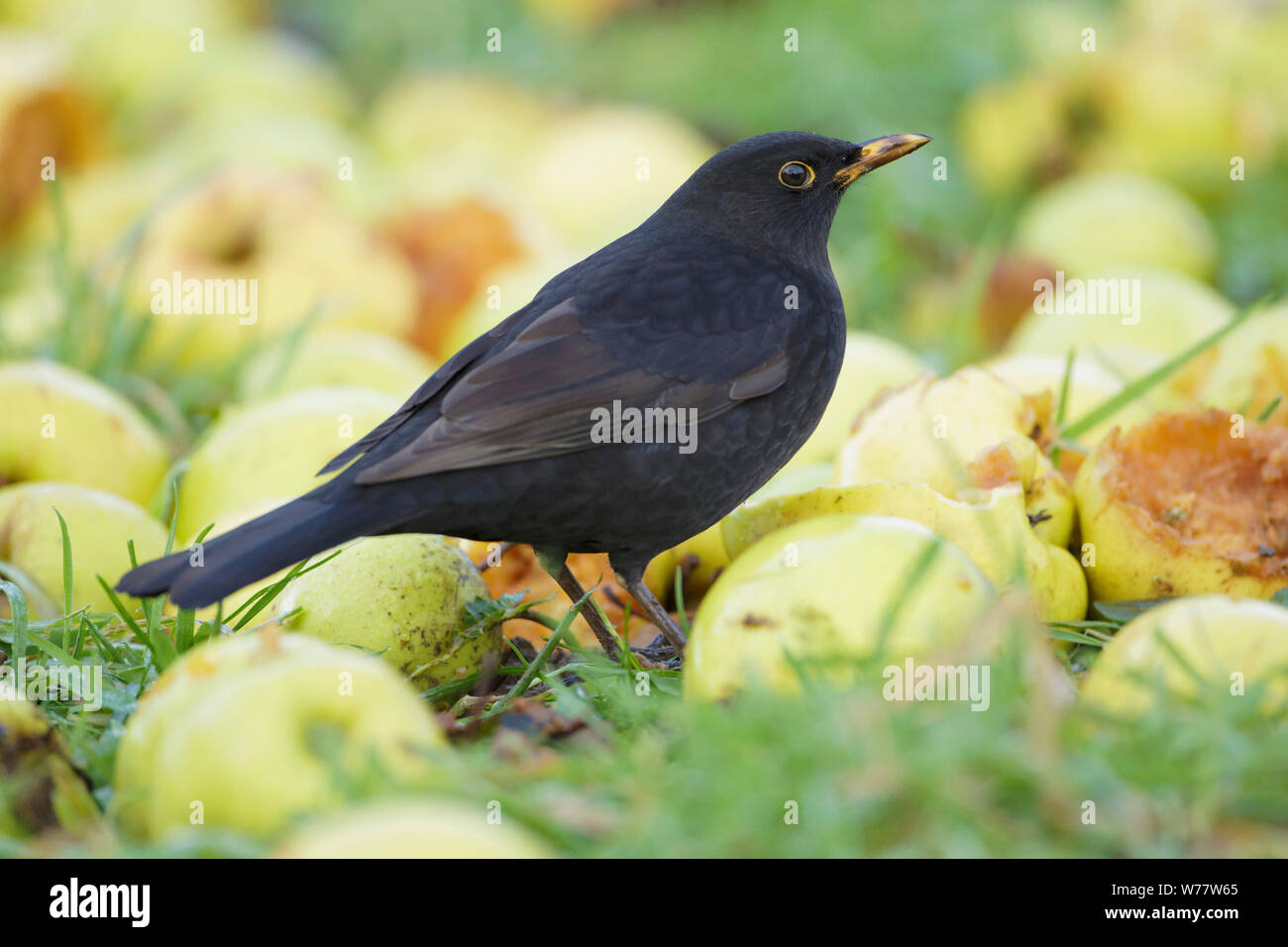 Blackbird européenne (Turdus merula) dans les pommes, West Yorkshire, Angleterre, Décembre Banque D'Images