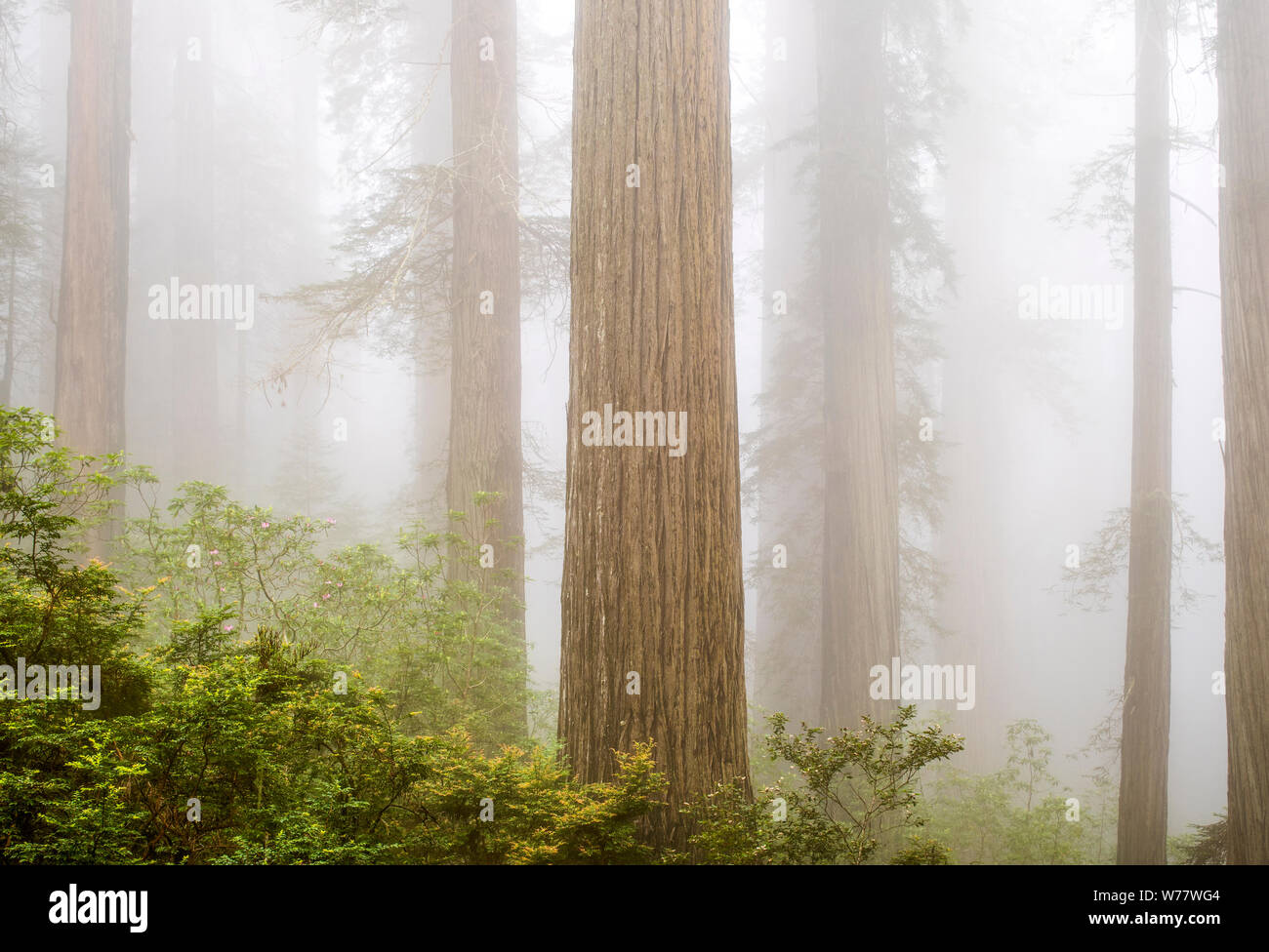 CA03439-00...CALIFORNIE - Redwood et le brouillard le long du sentier du ruisseau Damnation dans Del Norte Coast State Park, parc national de Redwood. Banque D'Images