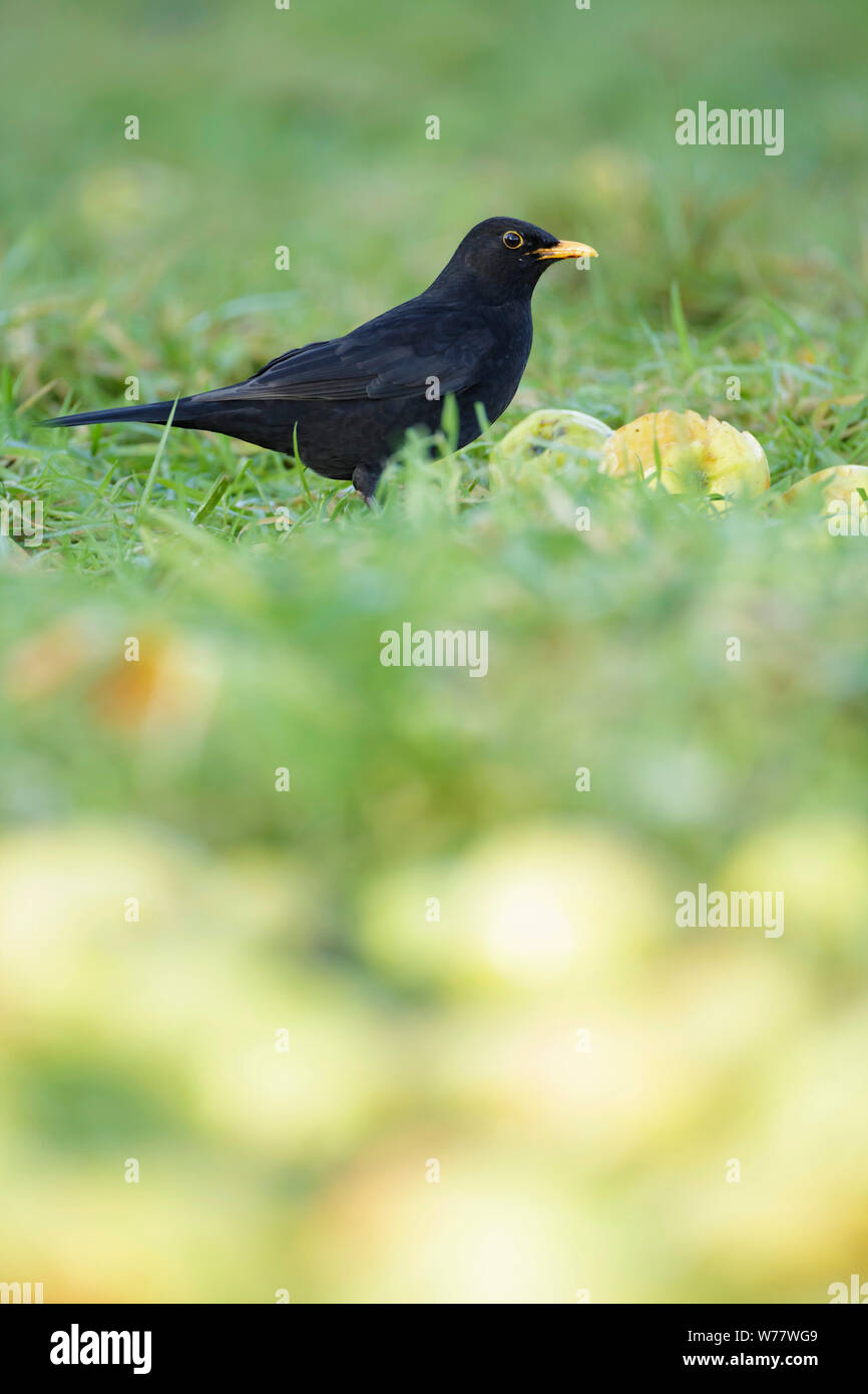 Blackbird européenne (Turdus merula), mâle adulte, dans les pommes, West Yorkshire, Angleterre, Décembre Banque D'Images