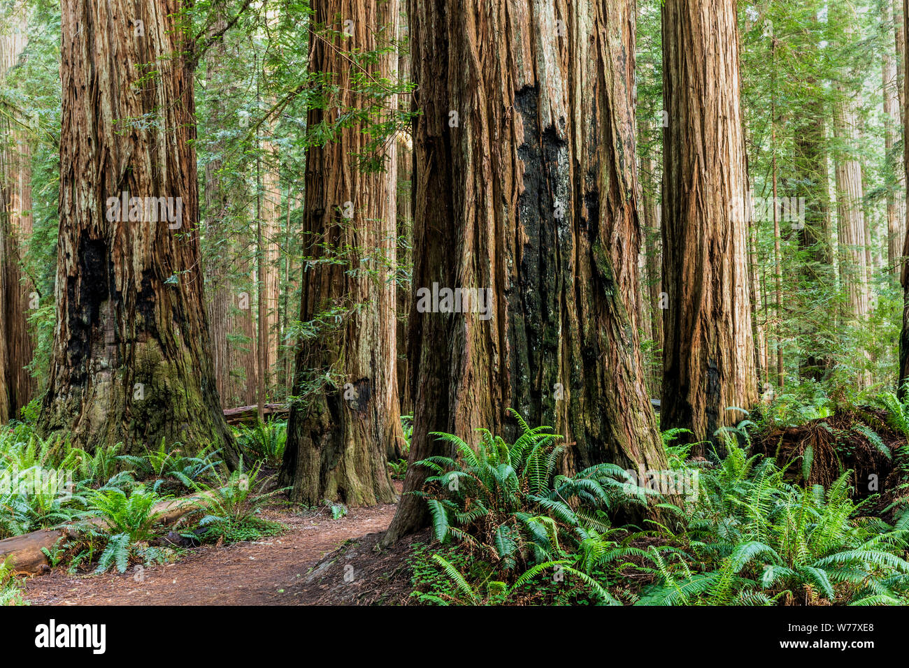 CA03454-00...CALIFORNIE - Stout Grove en Jediah Smith Redwoods State Park le long de la Redwood Coast. Banque D'Images