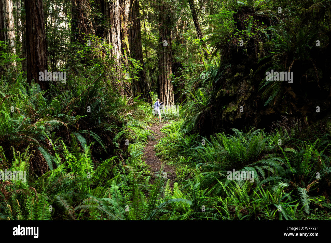 CA03462-00...CALIFORNIE - Vicky Printemps de photographier à Prairie Creek Redwoods State Park. M.# S1 Banque D'Images