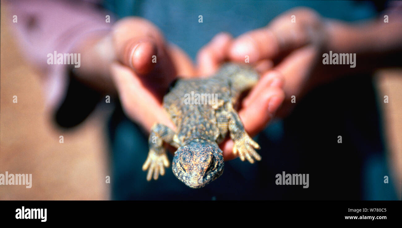 Hand holding lizard Banque D'Images