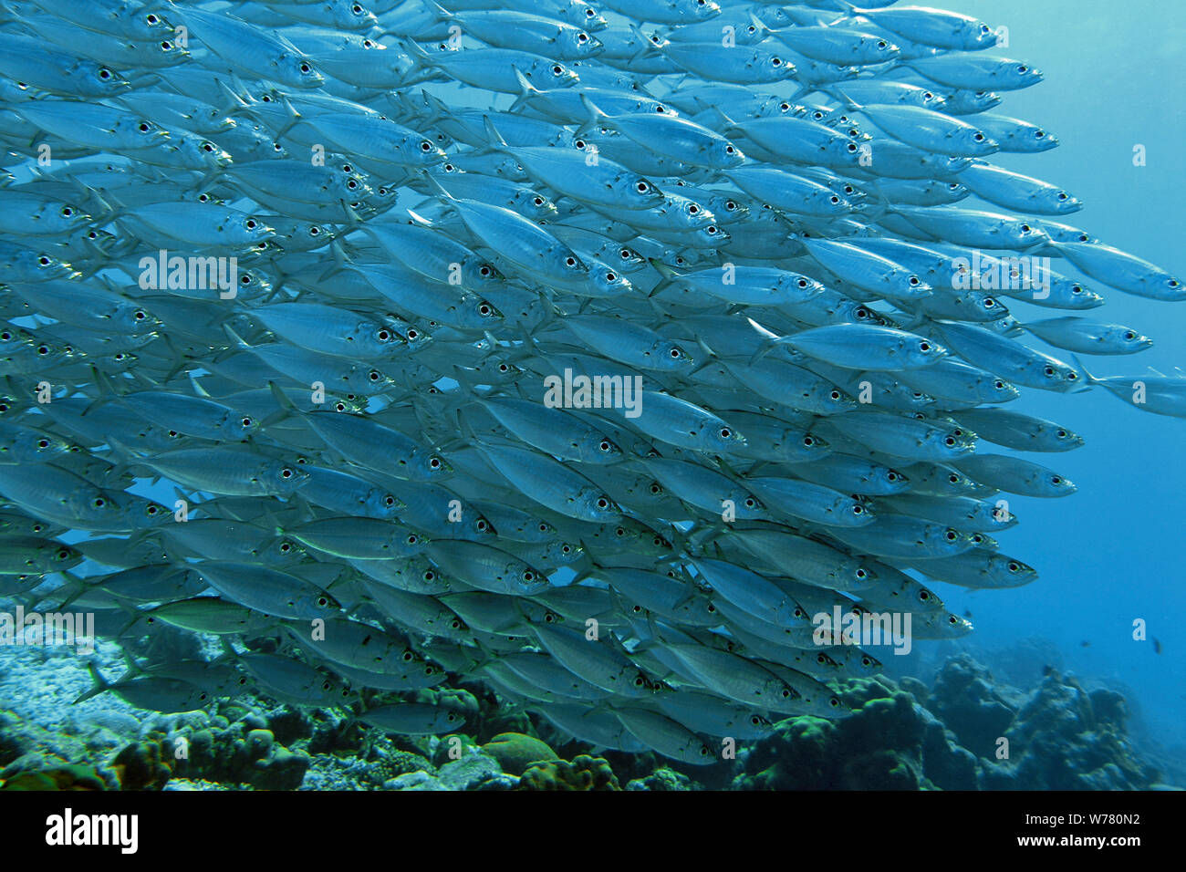 Cigare maquereaux, poissons (Decapterus macarellus), scolarisation, Curacao Banque D'Images