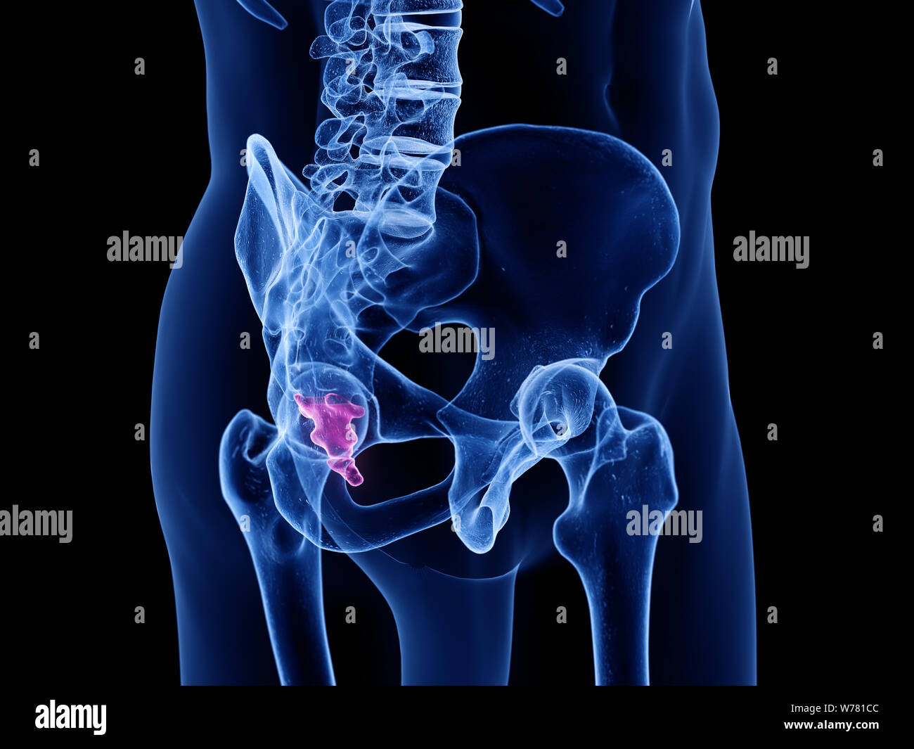 Médicalement en rendu 3d illustration de l'coccyx précis Banque D'Images