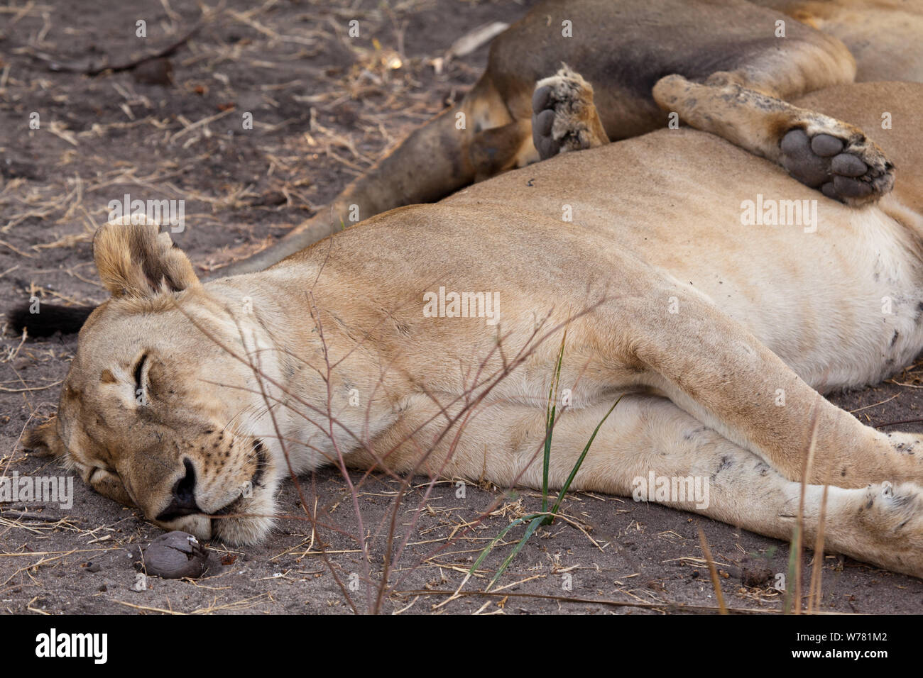 Lionne dormant et agissant comme un oreiller de Selous, Tanzanie Banque D'Images