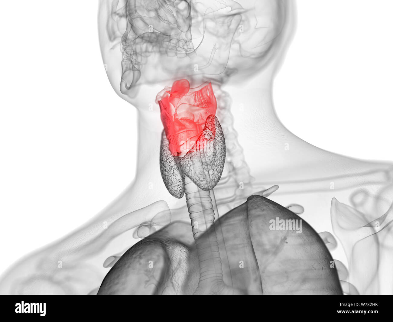 Médicalement en rendu 3d illustration de l'exacte du larynx humain Banque D'Images