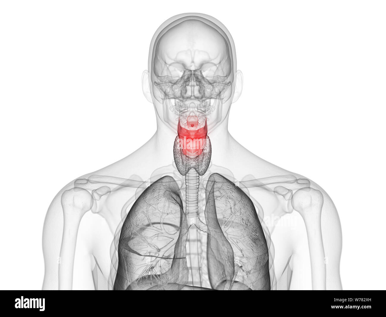 Médicalement en rendu 3d illustration de l'exacte du larynx humain Banque D'Images