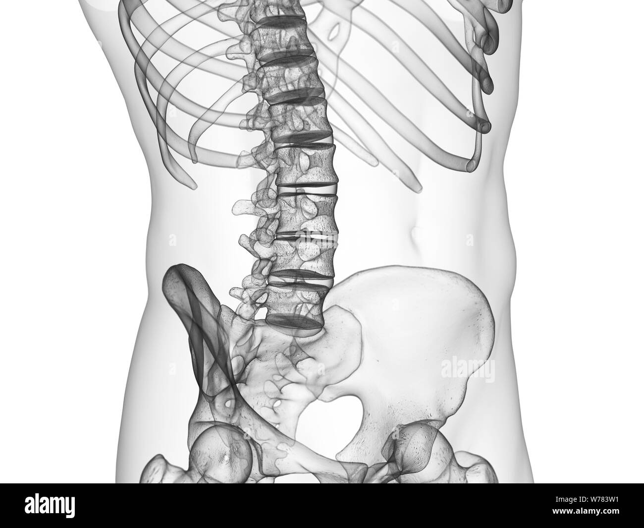 Médicalement en rendu 3d illustration précise de la colonne lombaire Banque D'Images