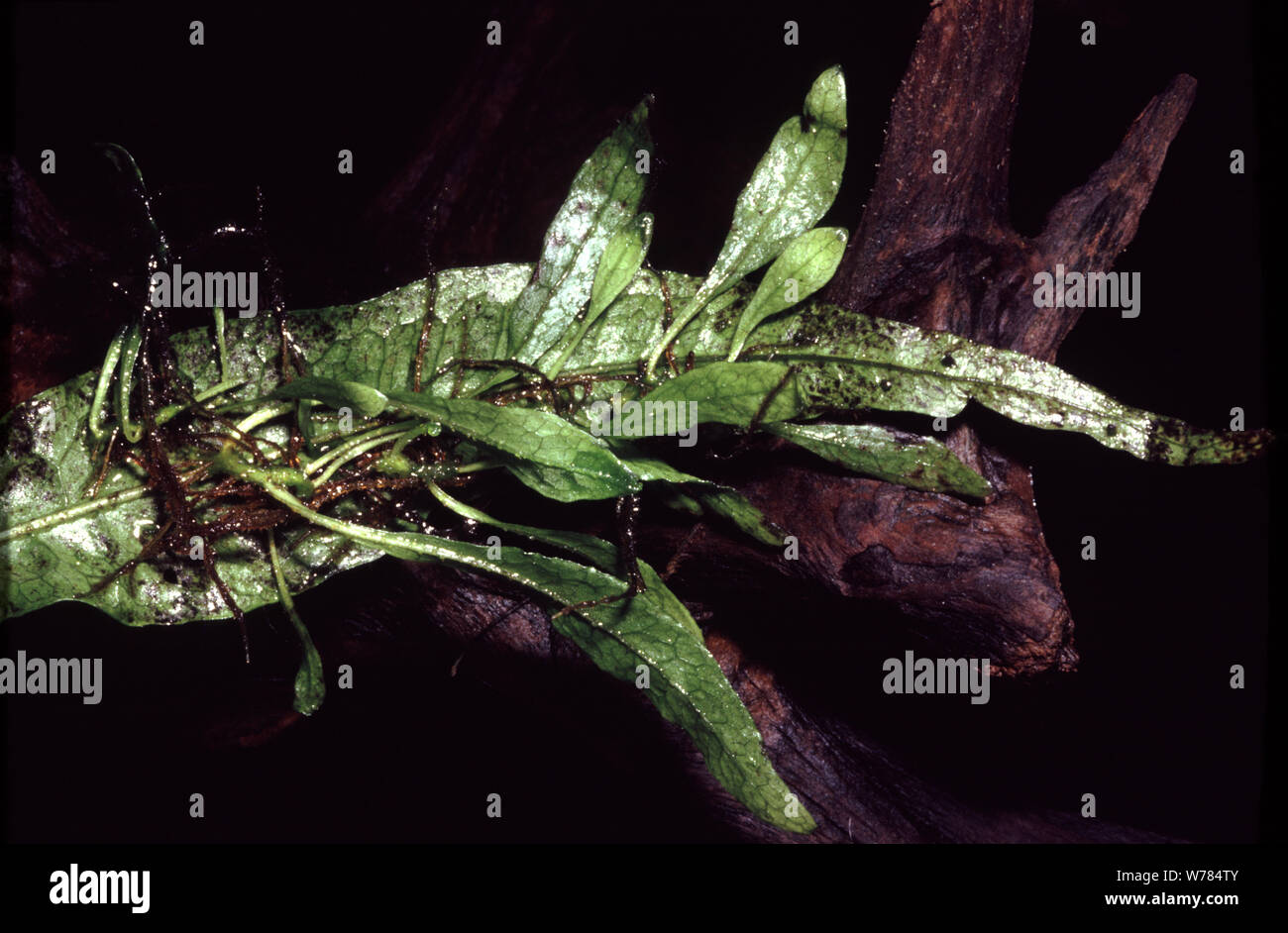 Plantulae sur la fronde de fougère de Java, Microsorum pteropus Banque D'Images