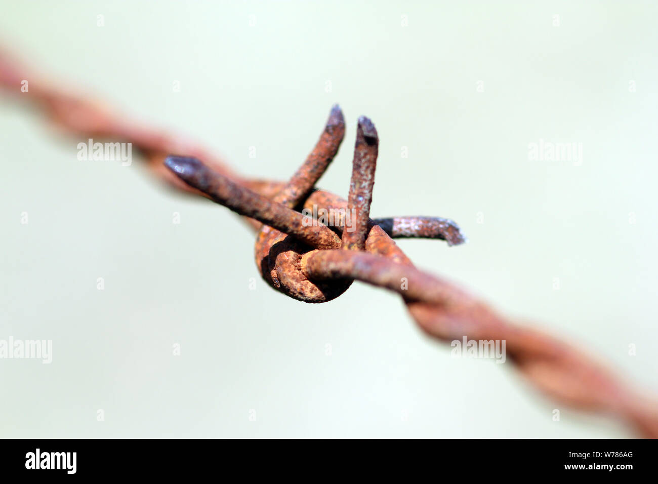 fil de fer barbelé Banque D'Images