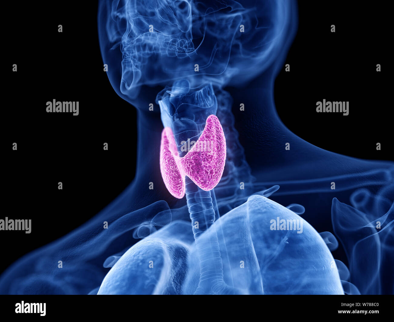 Médicalement en rendu 3d illustration précise de la glande thyroïde Banque D'Images