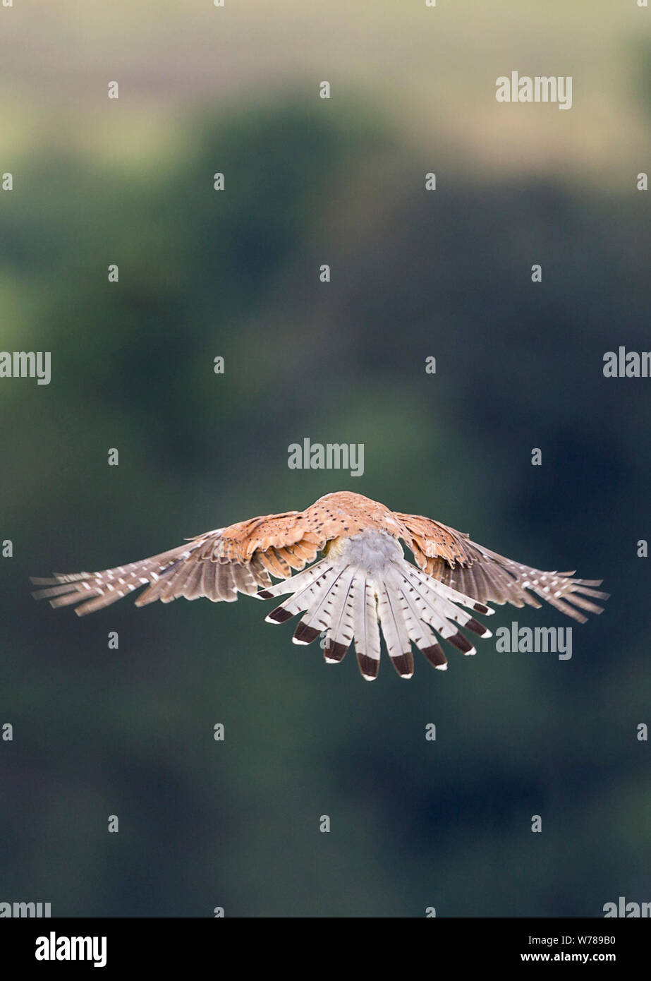 Crécerelle (Falco tinnunculus) homme oiseau en vol planant au-dessus des southdowns UK. La tête et la queue gris brun rouge tacheté Retour, barre noire sur l'extrémité de la queue. Banque D'Images