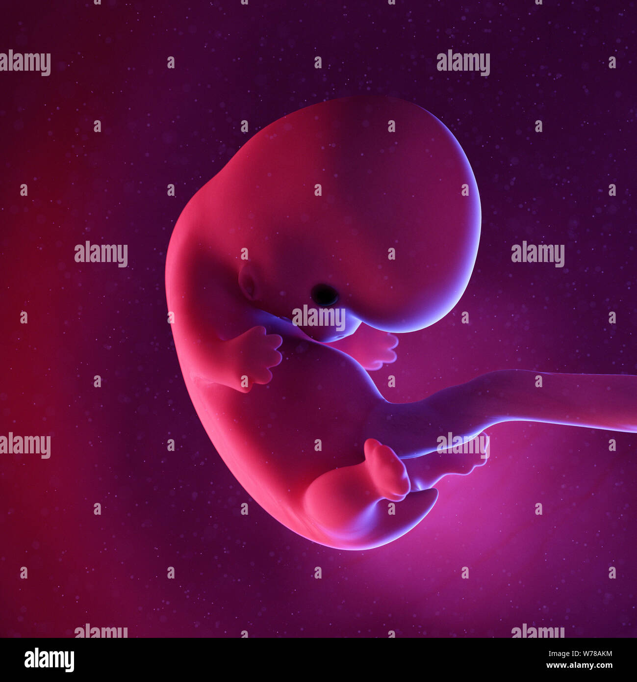 Médicalement en rendu 3d illustration de précision un foetus humain - semaine Banque D'Images