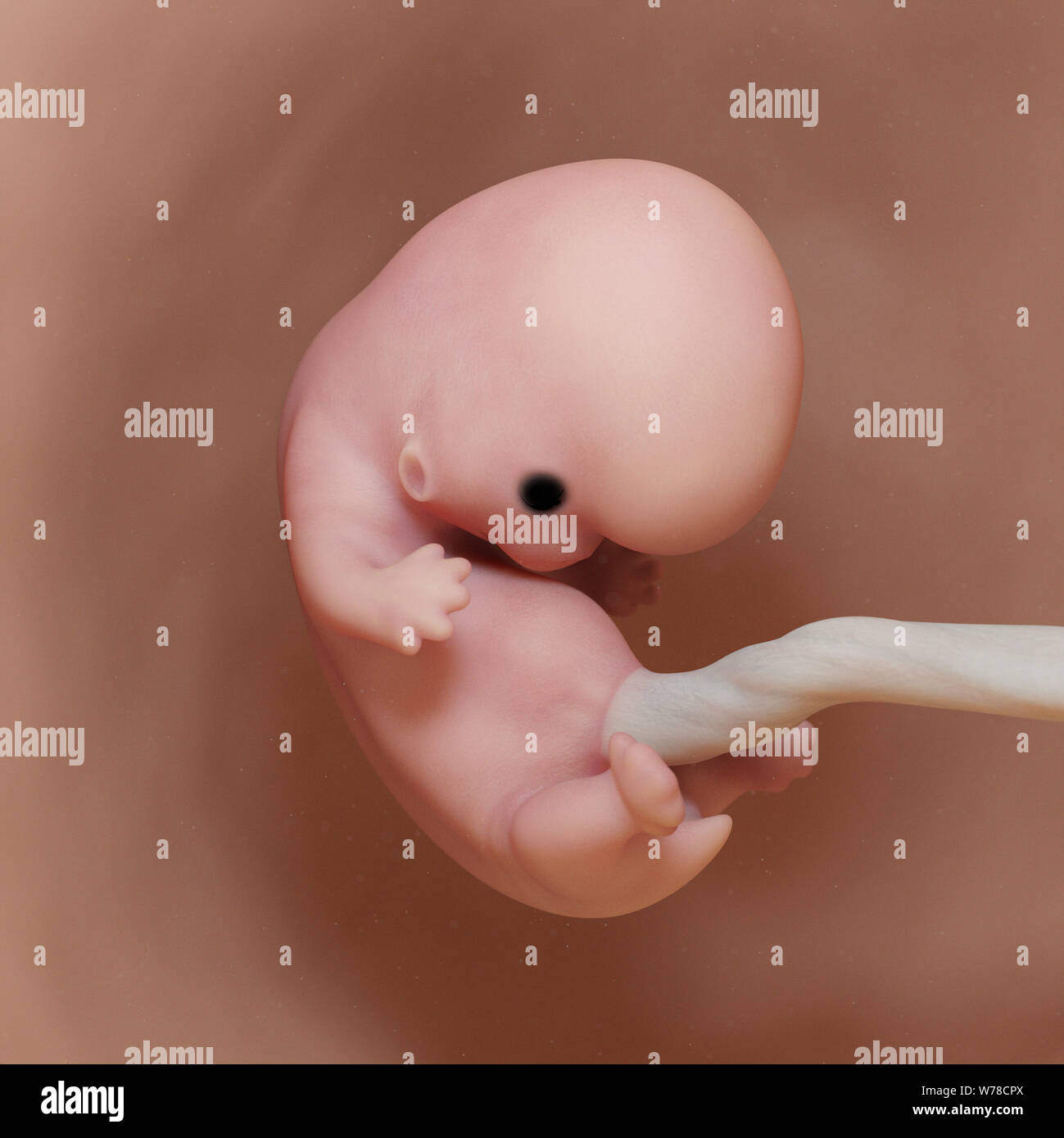Médicalement en rendu 3d illustration de précision un foetus humain - semaine 8 Banque D'Images