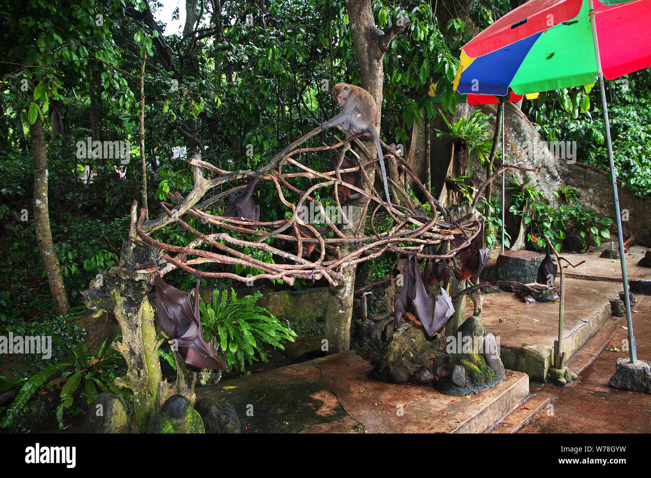 La chauve-souris dans la forêt des singes - Zoo de Bali, Indonésie Banque D'Images