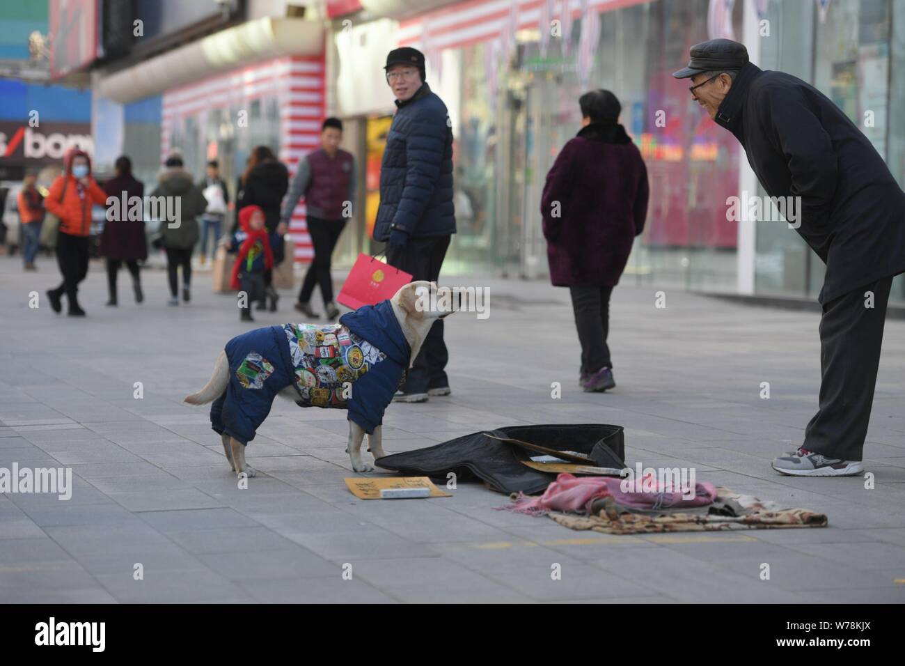 Le Labrador portant un manteau avec un QR code de service de paiement mobile WeChat payer interagit avec un piéton à quémander de l'argent est photographié avec son propre Banque D'Images