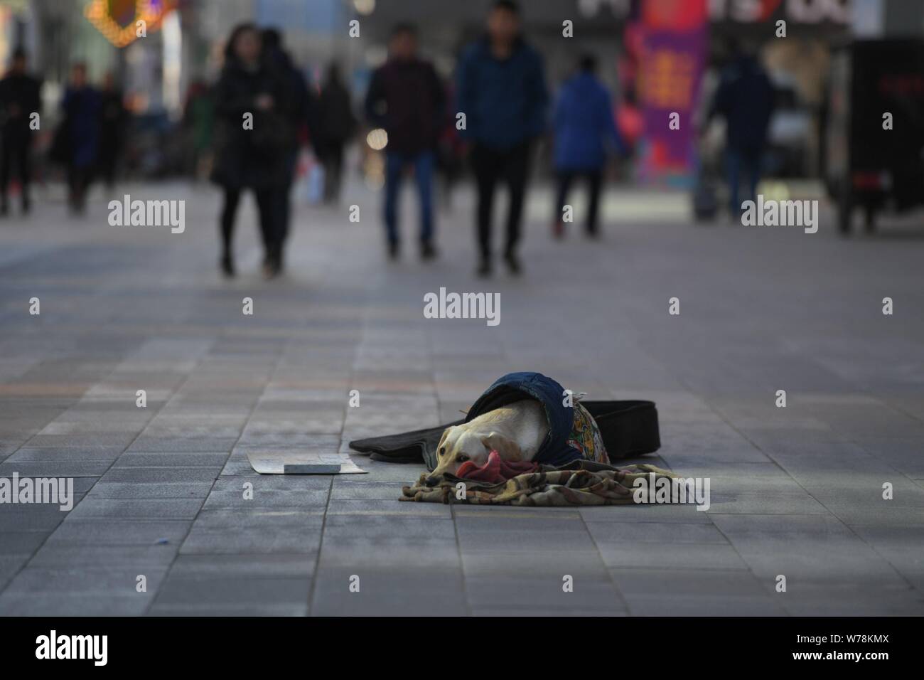 Le Labrador portant un manteau avec un QR code de service de paiement mobile WeChat Payer à quémander de l'argent est photographié avec son propriétaire Tao Tao, un chanteur de rue, Banque D'Images