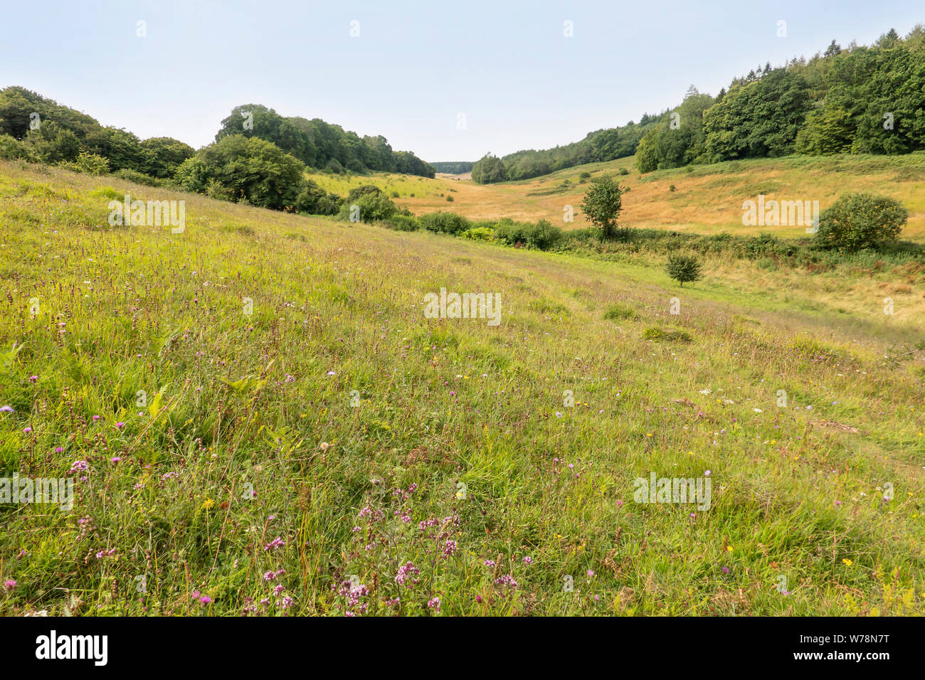 Entrée du parc vers le bas, la réserve naturelle de la prairie, la craie,Downland Wildflower Meadow,bois,DE,Downs,Valley,Stelling Minnis,Parc Kent Gate vers le bas ou vers le bas Parkgate Banque D'Images