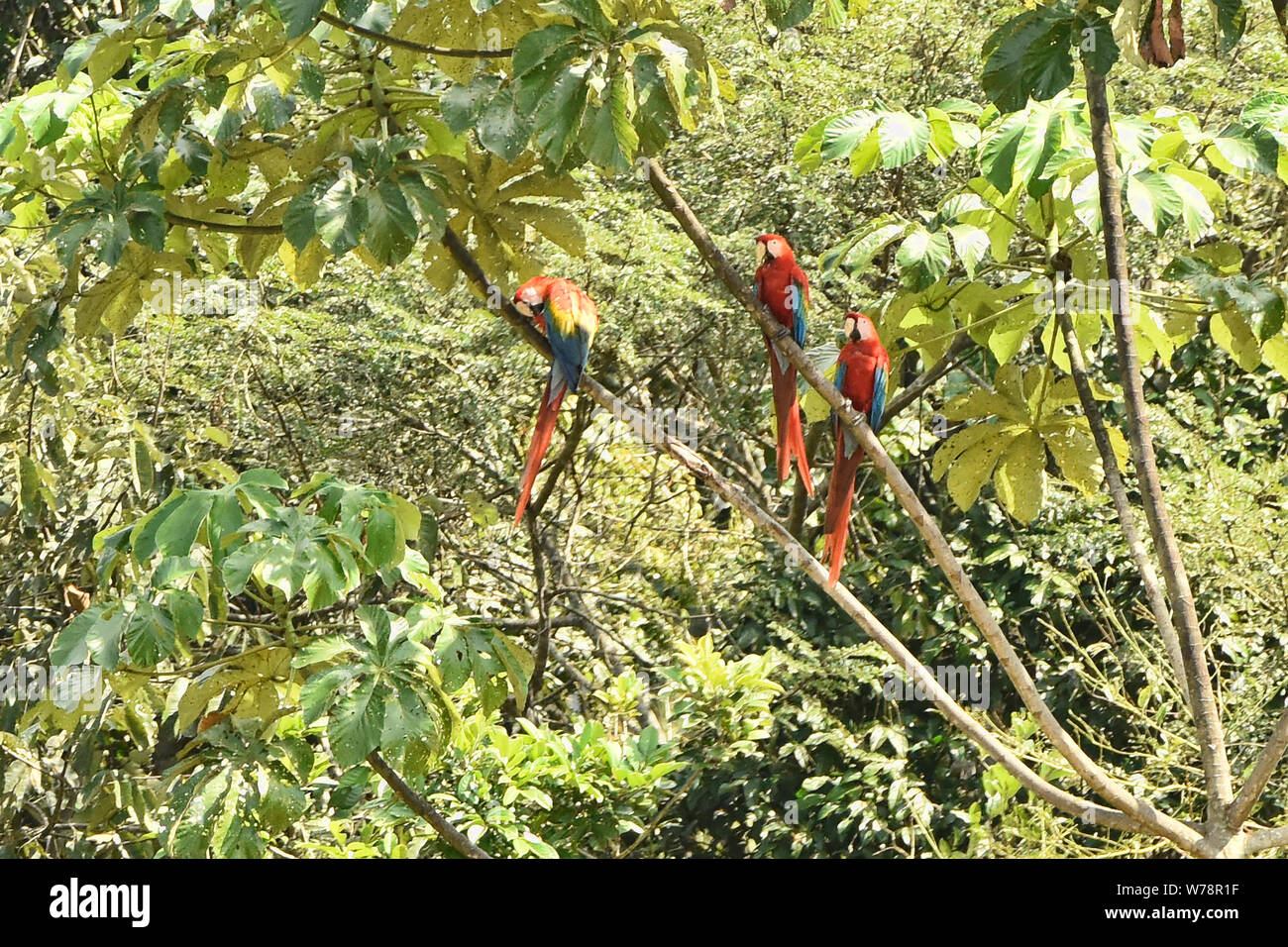 L'aras rouges dans la Réserve de Tambopata, Amazonie péruvienne Banque D'Images