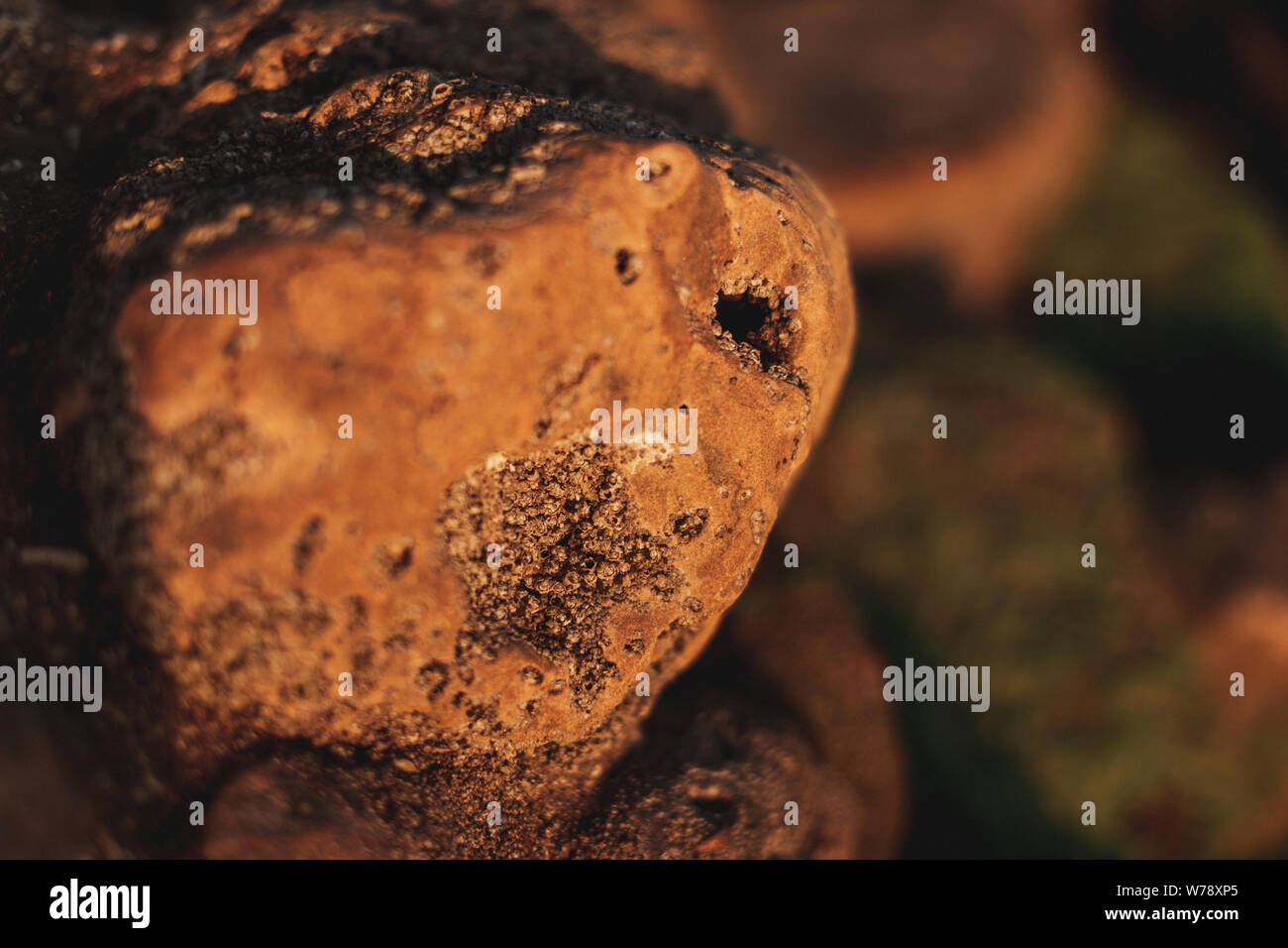 Gros plan d'une structure de la mer d'un grand nombre de rochers de la mer avec vue mer et accorn moss dans c Banque D'Images