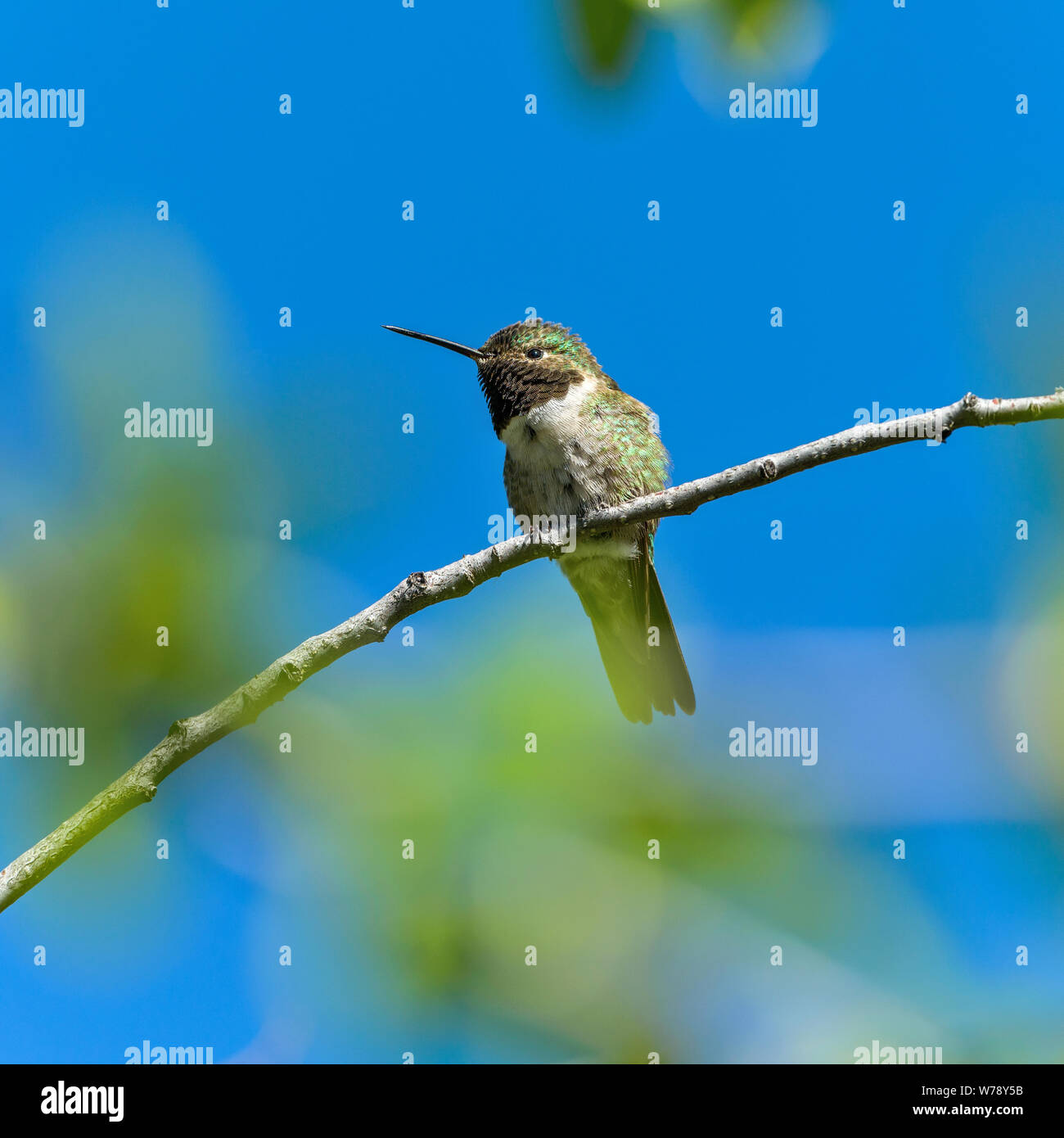 Hummingbird printemps - un petit mâle mignon à queue large mouche, avec ses plumes au cou à la tombée de la nuit, perché sur une branche d'un grand arbuste. Pnmr, CO. Banque D'Images