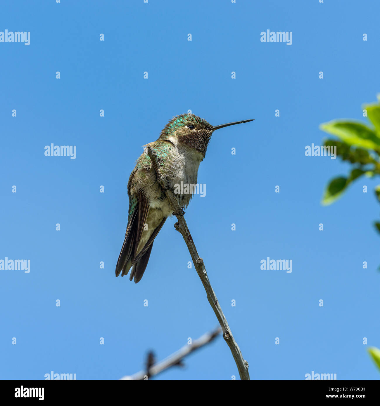 Hummingbird - un faible angle de vue latérale d'un petit Colibri à queue large mâle perché en haut d'un grand arbuste. Rocky Mountain National Park, CO, États-Unis d'Amérique. Banque D'Images