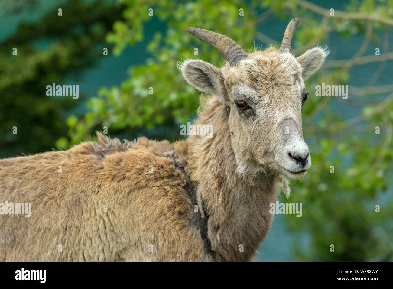 Spring Mountain Sheep - un gros plan sur une femme le mouflon des montagnes debout à côté du lac Jack Deux colorés, parc national de Banff. Banque D'Images