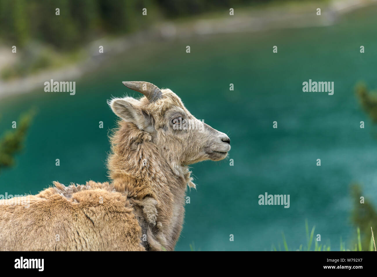Le mouflon de montagne - une tête-shot d'une femelle Mouflon des montagnes debout à côté du lac Jack Deux colorés, Banff National Park, Alberta, Canada. Banque D'Images