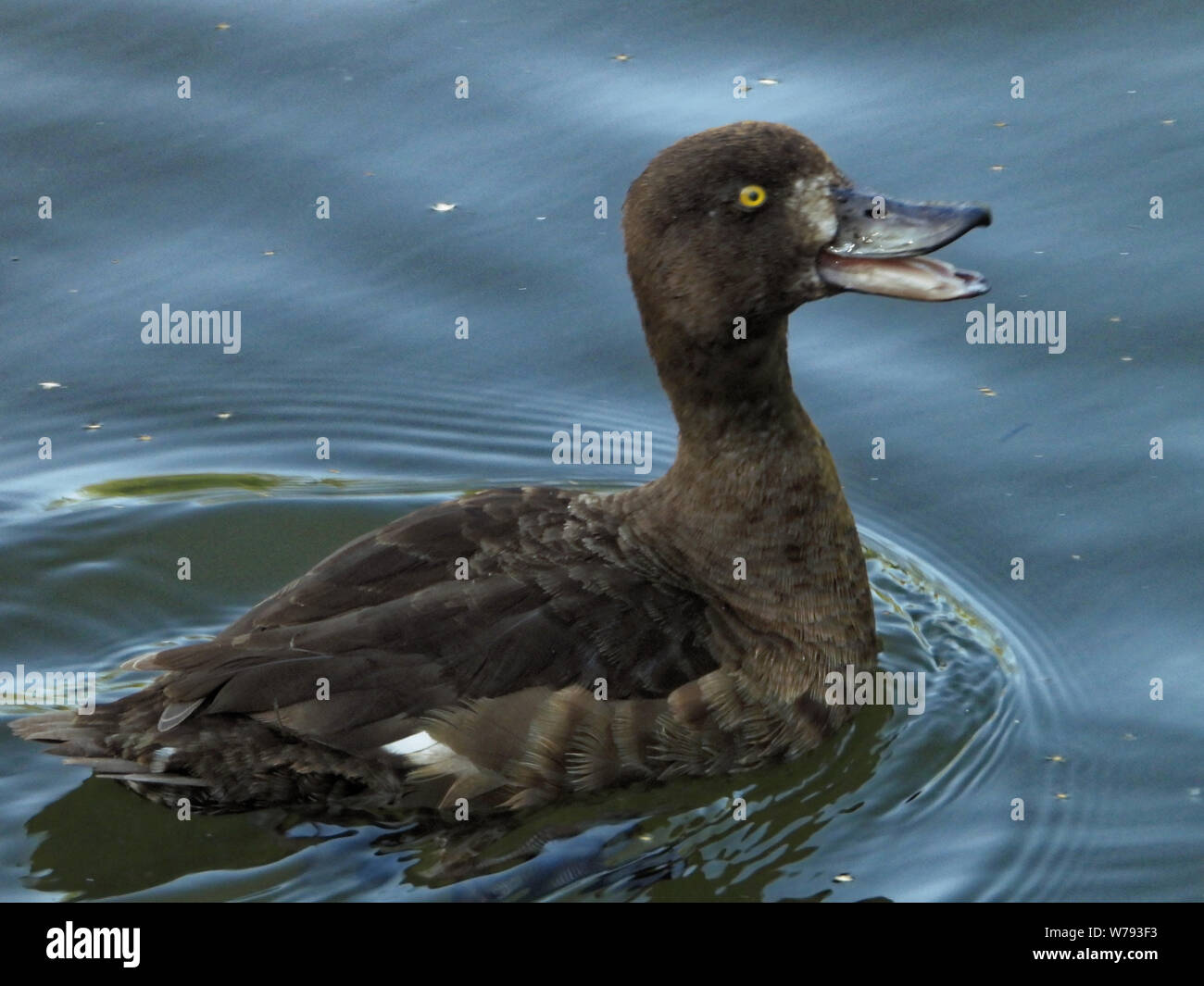 Le garrot à oeil d'or (Bucephala clangula) est un canard de mer du genre Bucephala, Banque D'Images